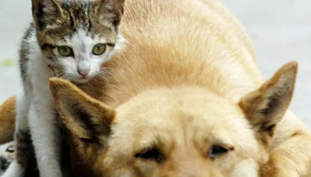 Hvem er‭ ‬smartest‭ − ‬katter eller hunder‭?