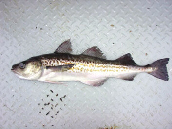 Alaska pollock med det latinske navnet Theragra chalcogramma. (Foto: NOAA) Alaska pollock med det latinske navnet Theragra chalcogramma. (Foto: NOAA)