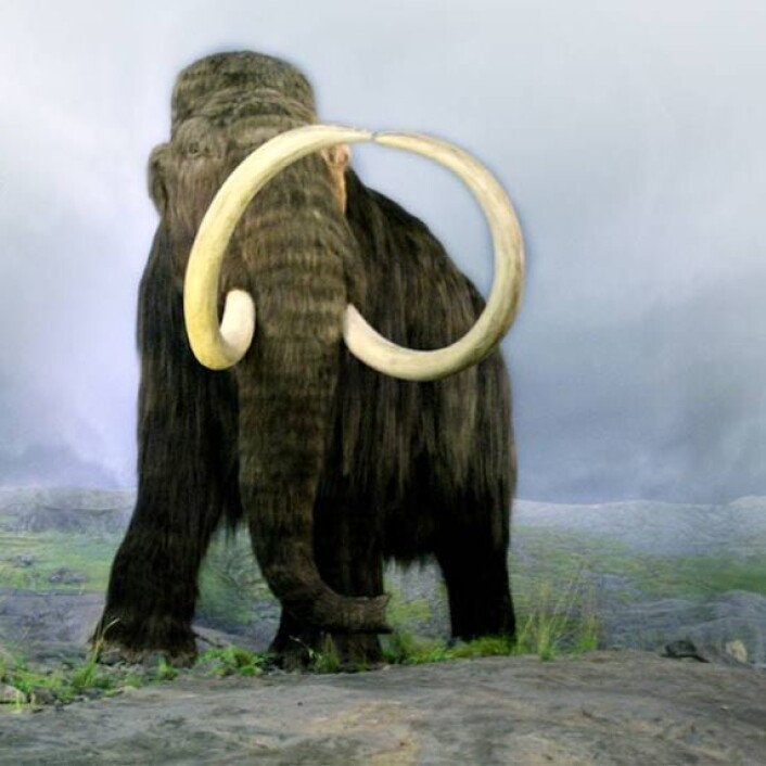 Forskere ved Manitoba i British Columbia i Canada har klart å rekonstruere mammuthemoglobin. Det gjenoppstandne blodet forteller hemmeligheter om hvordan mammuten kunne tilpasse seg ekstremtemperaturer. (Illustrasjon: Royal British Columbia museum/ Joerg Stetefeld) Forskere ved Manitoba i British Columbia i Canada har klart å rekonstruere mammuthemoglobin. Det gjenoppstandne blodet forteller hemmeligheter om hvordan mammuten kunne tilpasse seg ekstremtemperaturer. (Illustrasjon: Royal British Columbia museum/ Joerg Stetefeld)