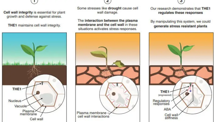 Illustrasjonen viser hvordan planter tilpasser seg tørke. Proteinet THE1 bidrar til at celleveggene er intakte. Tørke kan skade veggene. Det utløser ulike forsvarsmekanismer som THE1 regulerer. Forskerne kunne manipulere disse mekanismene og identifisere og avle frem varianter av plantene med spesielt aktive reguleringsmekanismer, og som dermed takler endringer bedre. Illustrasjonen viser hvordan planter tilpasser seg tørke. Proteinet THE1 bidrar til at celleveggene er intakte. Tørke kan skade veggene. Det utløser ulike forsvarsmekanismer som THE1 regulerer. Forskerne kunne manipulere disse mekanismene og identifisere og avle frem varianter av plantene med spesielt aktive reguleringsmekanismer, og som dermed takler endringer bedre.