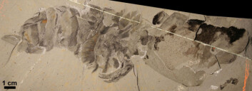 Dette er det best bevarte fossilet av Hurdia victoria fra Burgess Shale. Eksemplaret ble funnet for nær 100 år siden av Charles Walcott, men ble ikke før nylig beskrevet som Hurdia. (Foto: Science/AAAS) Dette er det best bevarte fossilet av Hurdia victoria fra Burgess Shale. Eksemplaret ble funnet for nær 100 år siden av Charles Walcott, men ble ikke før nylig beskrevet som Hurdia. (Foto: Science/AAAS)