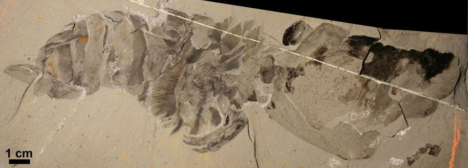 Dette er det best bevarte fossilet av  Hurdia victoria fra Burgess Shale. Eksemplaret ble funnet for nær 100 år siden av Charles Walcott, men ble ikke før nylig beskrevet som Hurdia. (Foto: Science/AAAS)