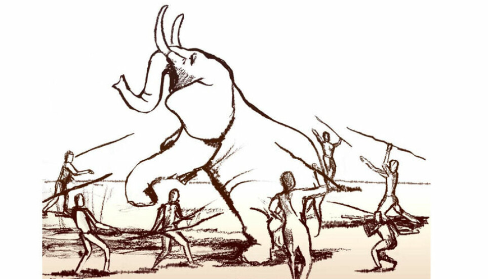 Elefanter var et foretrukket byttedyr blant tidlige mennesker i dagens Israel.