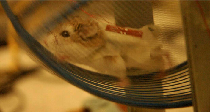 "Hamster med jakke laget av nanoledninger og fire generatorer. (Foto: Zhong Lin Wang)" "Hamster med jakke laget av nanoledninger og fire generatorer. (Foto: Zhong Lin Wang)"