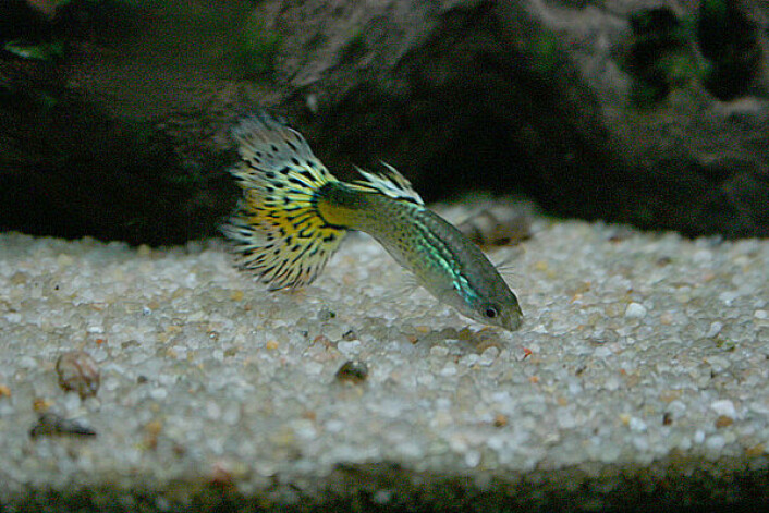 "Den fargerike guppyen får større og færre unger når de bor i områder uten rovdyr. (Foto: Rchampagne/Wikimedia Commons)" "Den fargerike guppyen får større og færre unger når de bor i områder uten rovdyr. (Foto: Rchampagne/Wikimedia Commons)"