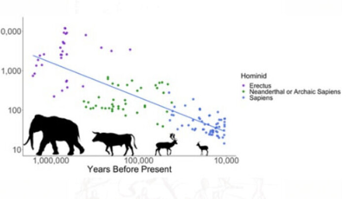 Byttedyrene til Homo erectus, neandertalere og mennesker ble i gjennomsnitt mindre ettersom tiden gikk. Byttedyrene til Homo erectus, neandertalere og mennesker ble i gjennomsnitt mindre ettersom tiden gikk.