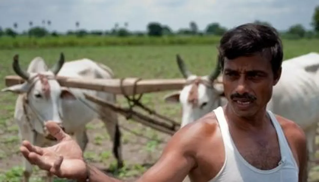 Tørke truer Indias landbruk