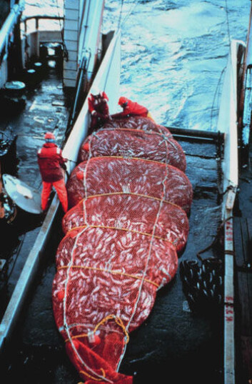 Trålfiske etter Alaska pollock. (Foto: NOAA) Trålfiske etter Alaska pollock. (Foto: NOAA)