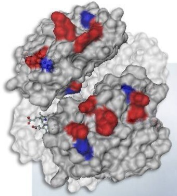 rekonstruert hemoglobin fra mammut avslører hvordan den kunne tilpasse seg iskalde temperaturer. (Royal British Columbia museum/ Joerg Stetefeld) rekonstruert hemoglobin fra mammut avslører hvordan den kunne tilpasse seg iskalde temperaturer. (Royal British Columbia museum/ Joerg Stetefeld)