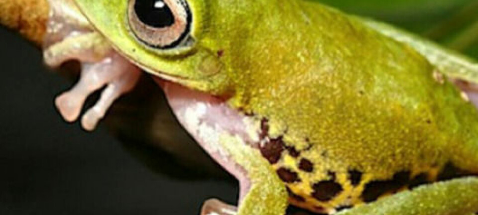 Her ser du den fargesterke frosken Rhacophorus penanorum, på engelsk kalt Mulu Flying Frog. Som det framgår av navnet, kan den fly glidestrekk på flere meter gjennom luften.  Det finnes minst tre slike flygefrosker på Borneo, og de mest flygesterke av slike frosker kan gli opptil 15 meter. Mer ellers at Mulu Flying Frog har sin grønne prakt om natten, men skifter til en nyanse av brunt på dagtid. Klikk deg videre til neste bilde for å se dagdrakten. (Foto: © WWF/Stefan Hertwig)