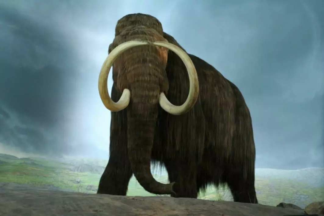 An illustration of a woolly mammoth (Mammuthus primigenius).