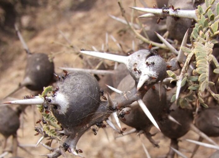 Maur (Crematogaster nigriceps) forsvarer sitt akasietre (Acacia drepanolobium). Bildet er tatt Ngorongoro Conservation Area. (Foto: Wikimedia Commons/ Pharaoh han) Maur (Crematogaster nigriceps) forsvarer sitt akasietre (Acacia drepanolobium). Bildet er tatt Ngorongoro Conservation Area. (Foto: Wikimedia Commons/ Pharaoh han)
