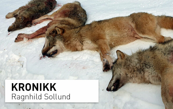 Skjebnen til 25 ulver avgjøres denne uken. Når skal den norske naturkrigen ta slutt?
