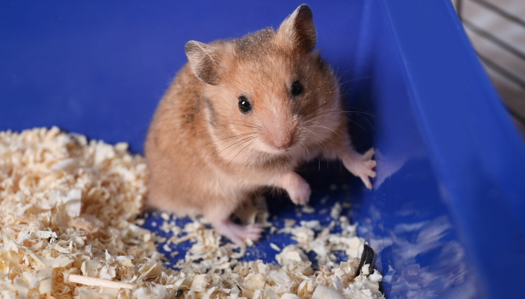 Hamstere har blitt et yndet dyr å forske på for de som prøver å forstå covid-19.