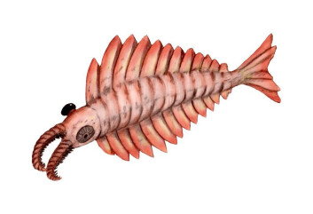 Den ser ut som en slags monsterreke, Anomalocaris, som er en slektning av Hurdia victoria. Tidligere kinesiske funn antyder at enkelte eksemplarer av Anomalocaris kunne nå en lengde på inntil én meter. (Tegning: Arthur Weasley, Wikimedia Commons) Creative Commons-lisens her. Den ser ut som en slags monsterreke, Anomalocaris, som er en slektning av Hurdia victoria. Tidligere kinesiske funn antyder at enkelte eksemplarer av Anomalocaris kunne nå en lengde på inntil én meter. (Tegning: Arthur Weasley, Wikimedia Commons) Creative Commons-lisens her.