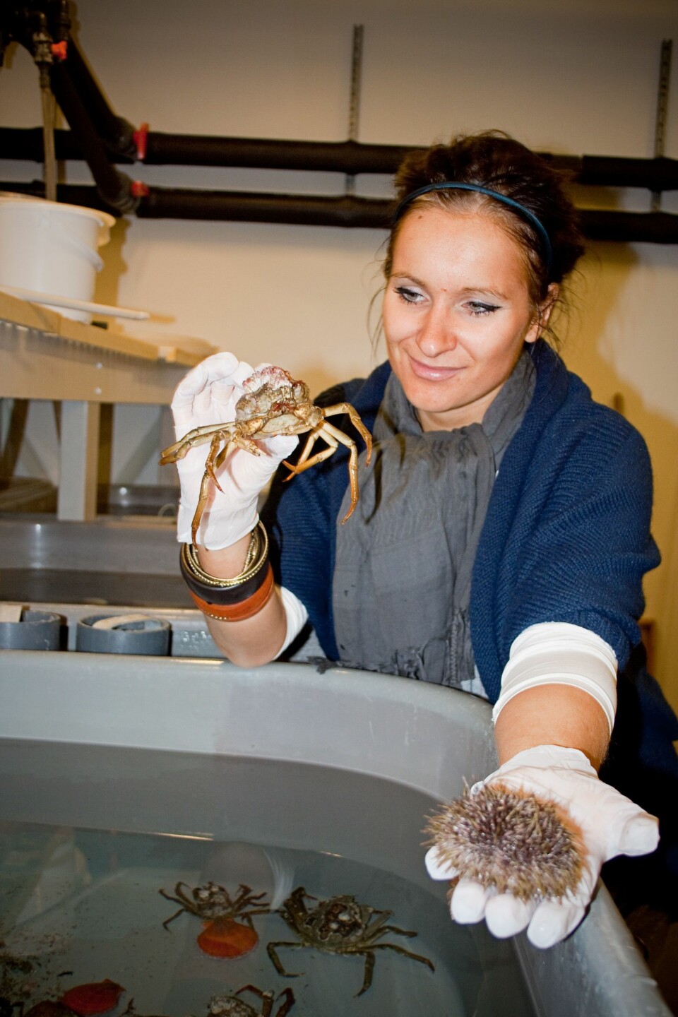 Doktorgradsstipendiaten Victoria Paulsen leter etter verdifulle kjemiske stoffer hos pyntekrabber og kråkeboller. Foto: Reidun Klykken Lie / UiT
