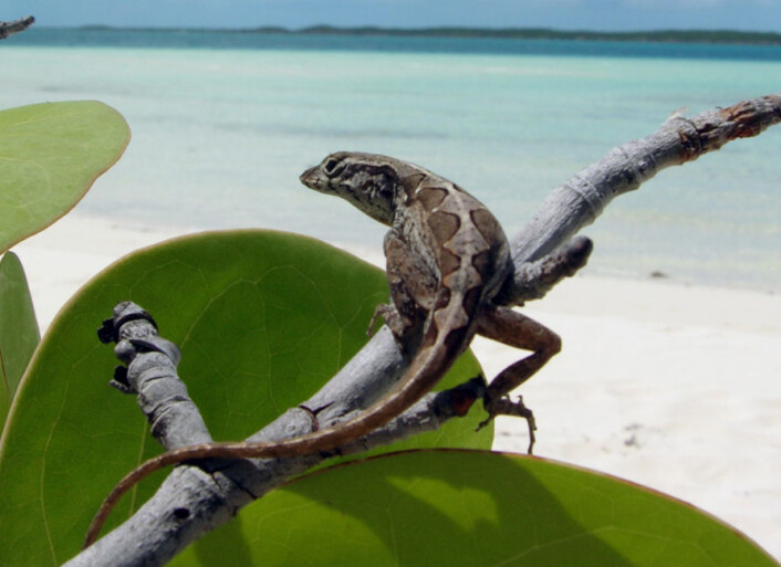 En liten dame fra Bahamas: Anolis sagrei. (Foto: Science/AAAS) En liten dame fra Bahamas: Anolis sagrei. (Foto: Science/AAAS)