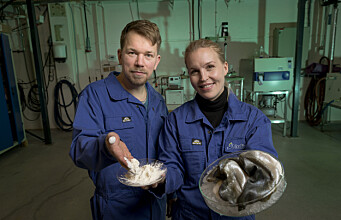 Giving the consumer a voice in seafood research