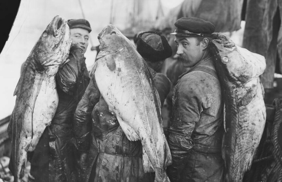 Fish has become smaller since this picture was taken in Vestvågøy, Norway in 1910.