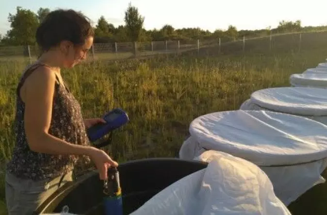 Julia Dupeu måler algers biomasse i eksperiment-dammer.