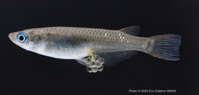 Medaka female (<span class=" italic" data-lab-italic_desktop="italic">Oryzias latipes</span>) carrying eggs. Medaka female (<span class=" italic" data-lab-italic_desktop="italic">Oryzias latipes</span>) carrying eggs.