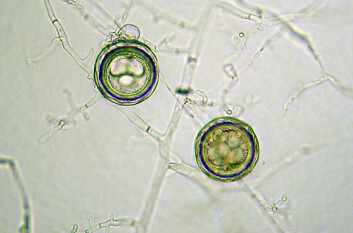 Tjukkvegga kvilesporar (oosporar) av Phytophthora megasperma som vart isolert frå fjelledelgran (Abies lasiocarpa) i Buskerud i 2004. (Foto: Venche Talgø) Tjukkvegga kvilesporar (oosporar) av Phytophthora megasperma som vart isolert frå fjelledelgran (Abies lasiocarpa) i Buskerud i 2004. (Foto: Venche Talgø)