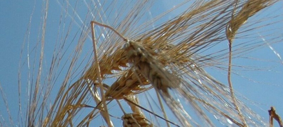 Forskerne lurer på hvorfor det er mindre innhold av farlige soppgift i økologisk korn. (Foto: Jon Schärer)