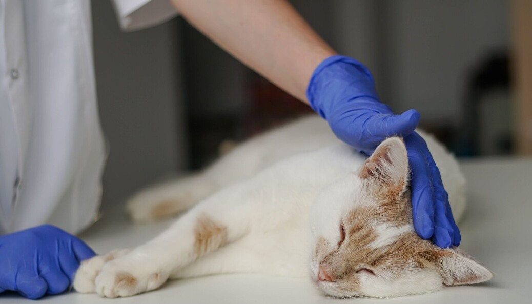 Veterinærer jobber ofte alene og har derfor sjelden kolleger tilgjengelig for å gi veiledning og råd i det daglige arbeidet. Veterinærer jobber ofte alene og har derfor sjelden kolleger tilgjengelig for å gi veiledning og råd i det daglige arbeidet.