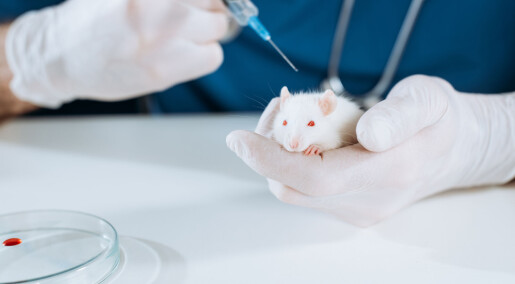 Vaksine mot effekt av aldring ga mus lengre liv
