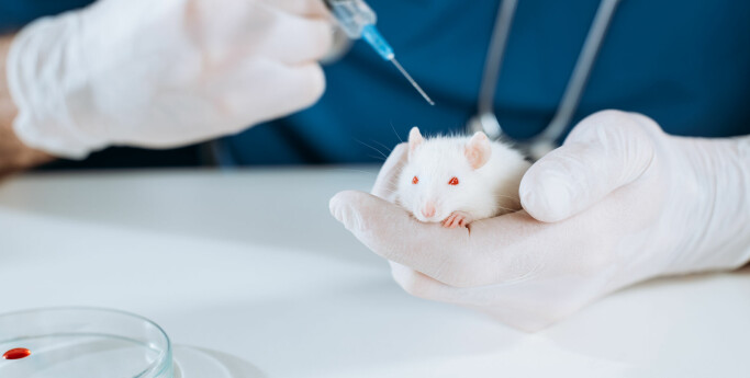 Vaksine mot effekt av aldring ga mus lengre liv
