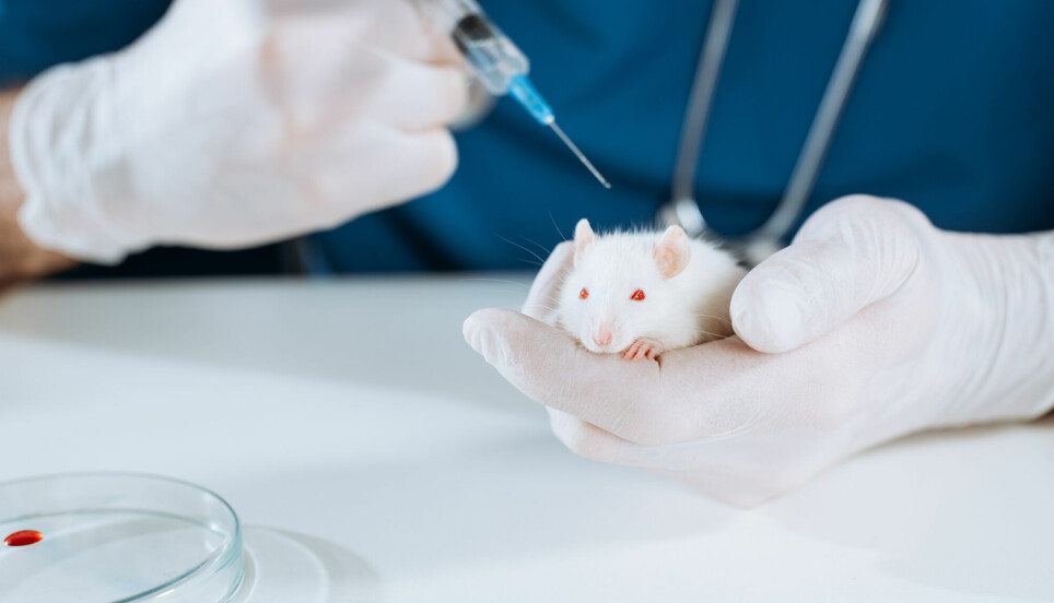 Gamle mus som fikk vaksinen beveget seg mer og raskere enn mus som ikke fikk den.