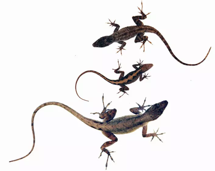 Hunnen (i midten) får flere sønner med store hanner (nederst) og flere døtre med små hanner (øverst). (Foto: Science/AAAS)