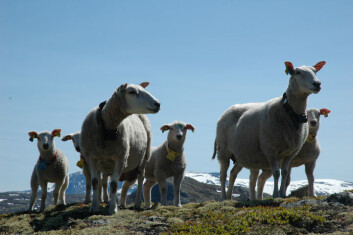 Denne sauen kan berge noe av vårt biologiske mangfold. (Foto: Atle Mysterud) Denne sauen kan berge noe av vårt biologiske mangfold. (Foto: Atle Mysterud)