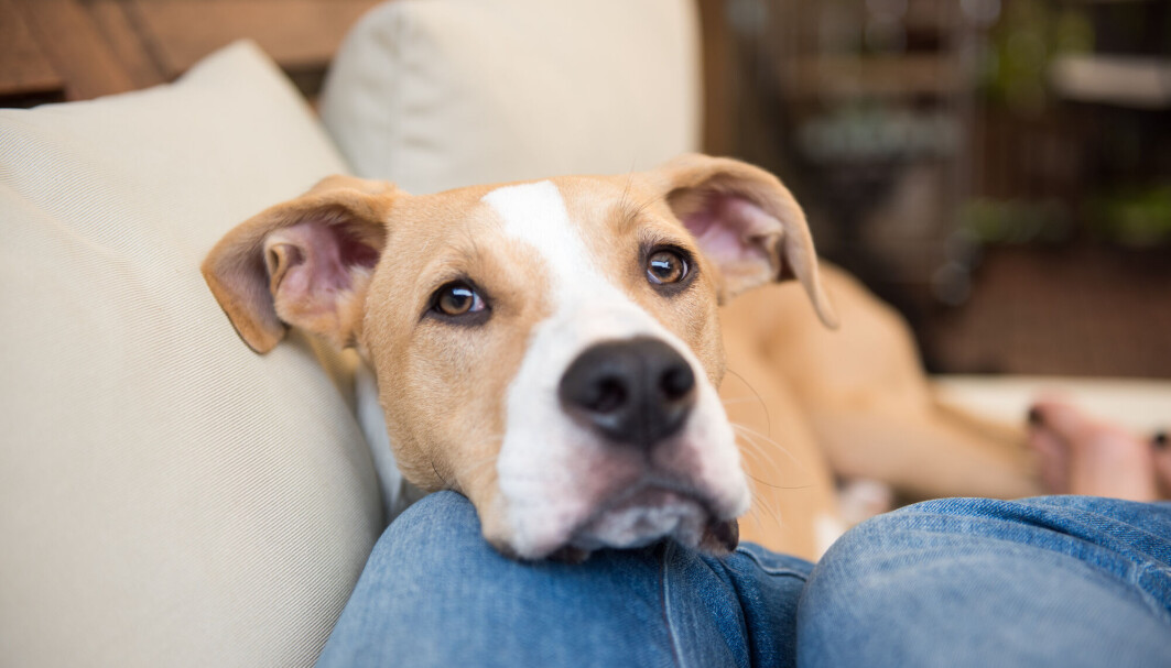 Å kose med hunder samtidig som du går på et vaksinasjonsprogram mot hundeallergi kan være livsfarlig. Kanskje kan en ny vaksinetype gjøre det mulig. Å kose med hunder samtidig som du går på et vaksinasjonsprogram mot hundeallergi kan være livsfarlig. Kanskje kan en ny vaksinetype gjøre det mulig.