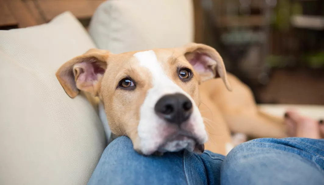 Å kose med hunder samtidig som du går på et vaksinasjonsprogram mot hundeallergi kan være livsfarlig. Kanskje kan en ny vaksinetype gjøre det mulig.