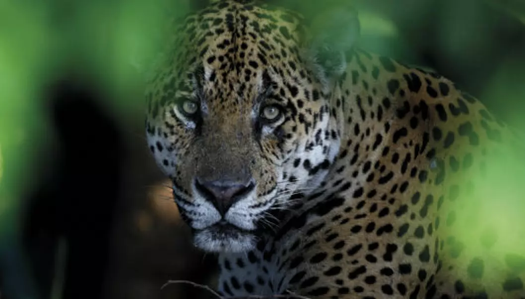 Vant pris for jaguarens blikk
