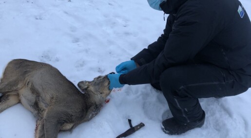 Forskere frykter at hjortedyr kan bli ny vert for koronaviruset Forskere frykter at hjortedyr kan bli ny vert for koronaviruset