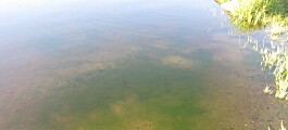 Norske innsjøer får stadig store opp­blomstringer av alger