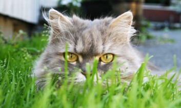 (Foto: Colourbox) (Foto: Colourbox)