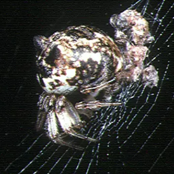 Edderkoppen Cyclosa mulmeinensis forvirrer predatorer som veps. Den lager fullskala etterlikninger av seg selv i spindelvevet, noe som skaper problemer for angriperen. (Foto: Wikimedia Commons, se lisens her.)