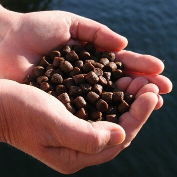 Laksen tåler godt genmodifisert soya, men genmodifisert mais er ikke bra. Laksen tåler godt genmodifisert soya, men genmodifisert mais er ikke bra.