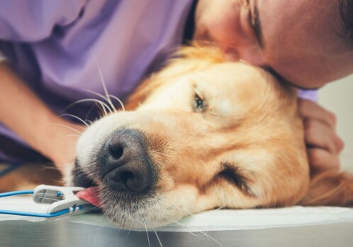 Many veterinarians struggle with suicidal thoughts