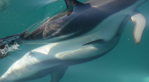 Delfinens klitoris blir beskrevet av forskere for første gang