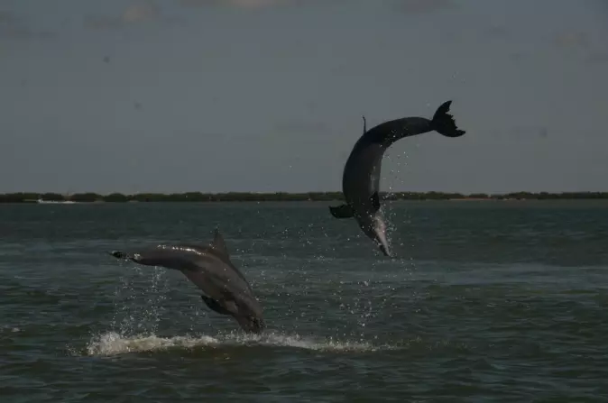 «Dolphins in action» har fotografen kalt dette bildet.