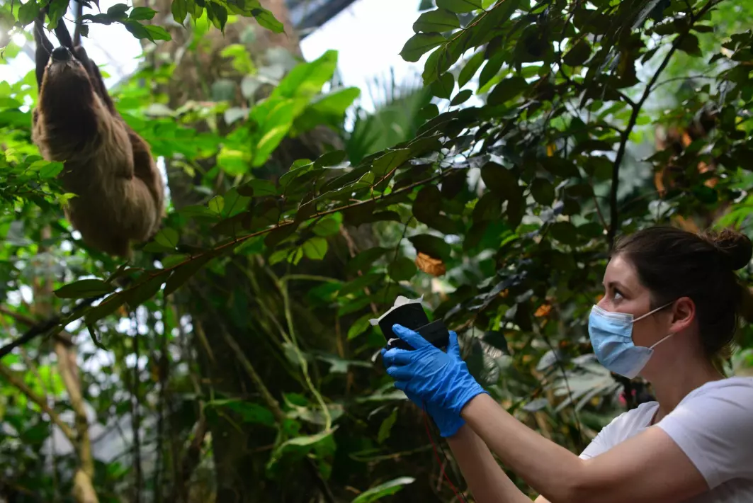 Kristine Bohmann står her med sin «DNA-støvsuger» og samler prøver fra luften som inneholder genetiske spor fra dovendyret som kravler i treet.