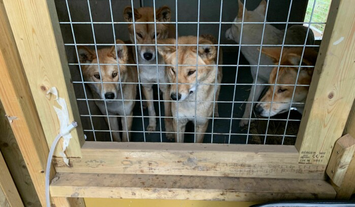 An English research group had come up with the same idea, but the equipment looks a little different.  Here are dingoes who follow experiments curiously.