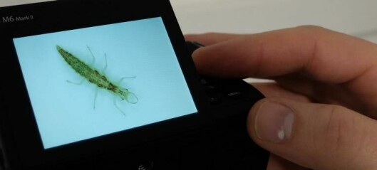 En helt vanlig norsk larve kan gi nye medisiner og bedre plantevern