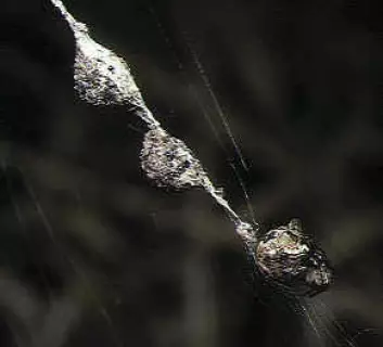 C. mulmeinensis. Her en hunn med eggsekker (to øverste) som etterlikner edderkoppens eget utseende. (Foto: Wikimedia Commons, se lisens her.)
