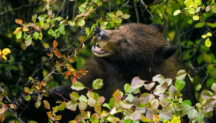 Bjørnen er en viktig frøspreder. Den vandrer over store områder, og tar dermed med seg frø til helt nye steder. Men mange steder er det veldig få bjørner igjen.