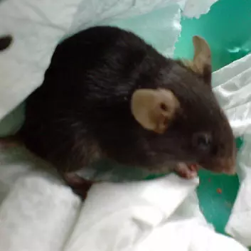 Hvis man skal bruke mus som testdyr, bør man i kroppen og ikke i halen, som mange forskere gjør. Hale-løft utløser stress, noe som kan påvirke resultatene, viser forskning. (Foto: Geroithe Chia)